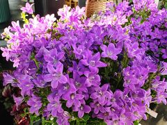 -溪岸路花鸟市场