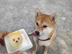 -柴犬高等学院·狗咖·柴犬售卖·宠物训练