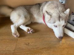 -Husky Go! 哈士奇体验馆·宠物咖啡厅狗咖