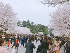 -武汉大学-樱园