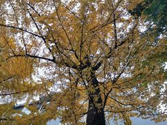 -四川大学(华西校区)