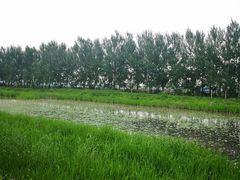 -白渔泡湿地公园