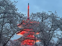 -东湖磨山景区樱花园-停车场