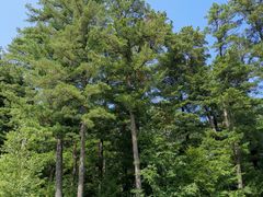 -五营红松林海景区