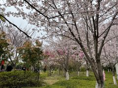 -高东镇樱花园