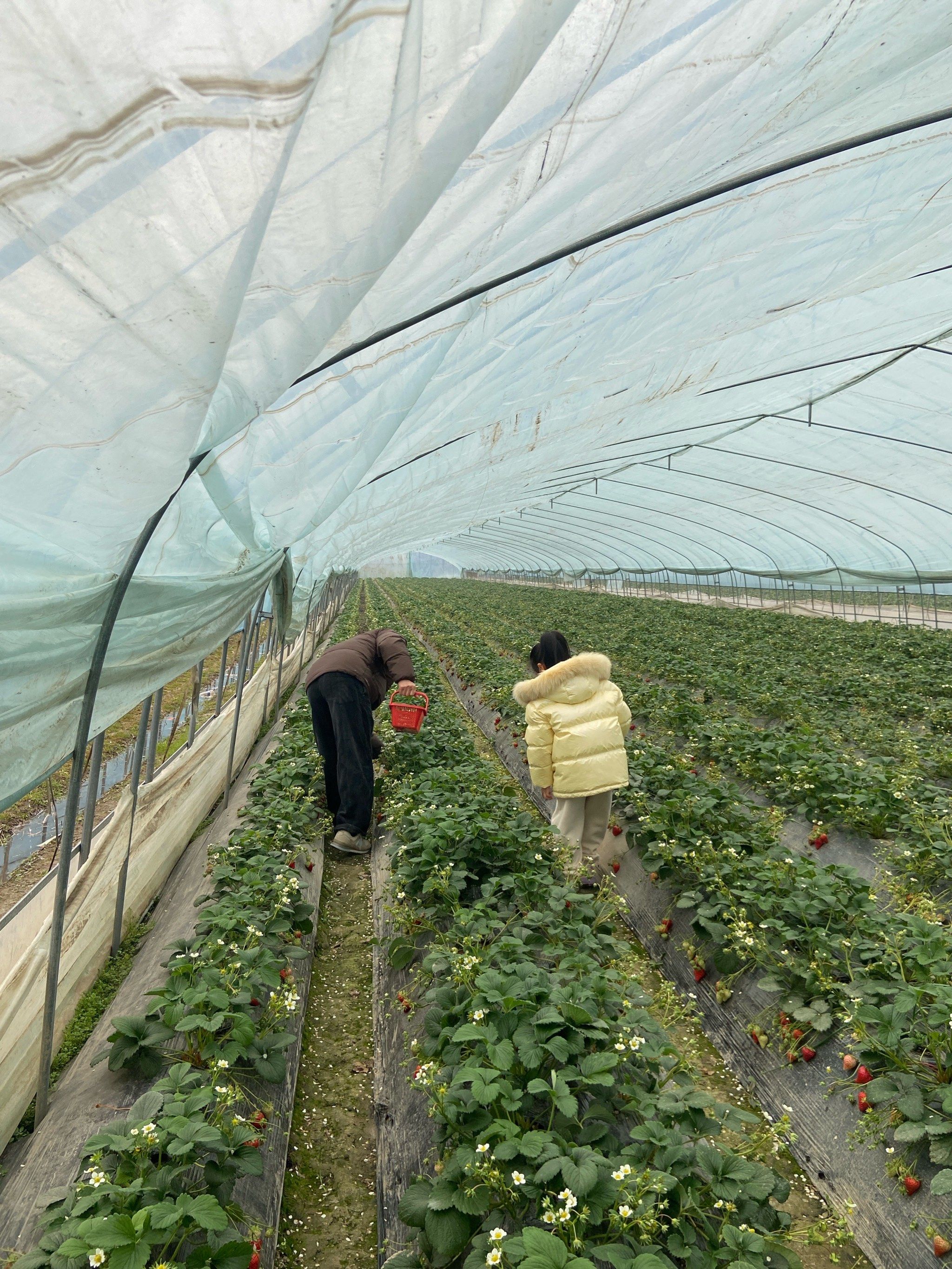 大圩草莓采摘园