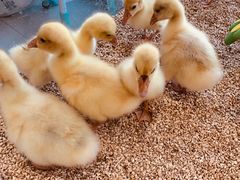 -怪兽屋·羊驼·猫咖·狗咖(俊华广场店)