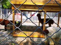 -长白岛森林公园