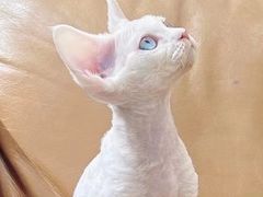 -70cat德文卷毛猫·缅因猫纯种猫舍