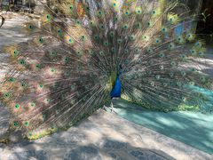 -瑞丽独树成林风景区