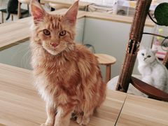 -平行世界·猫咖(首经贸店)