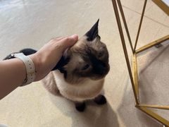 -藏猫猫咖啡主题馆(中央大道店)