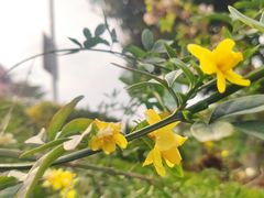 -狐尾山公园