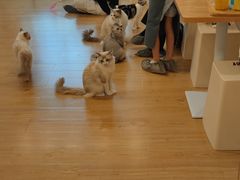 -有喵·猫咖·狗咖·30几只猫10只小狗(岗厦店)