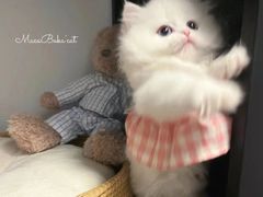 -欣宠猫屋·矮脚拿破仑·蓝金金渐层