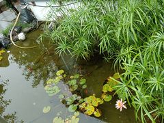 -蘇河湾·新鲁菜·泰山宴(泰山店)