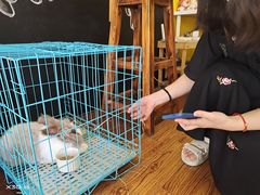 -志龙皇冠吃货椰子铺