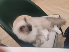 -安格丽娜·狗咖·猫咖羊驼咖(春熙路百盛商场店)