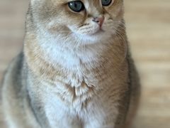 -猫小主咖啡·猫咖cat cafe(福田店)