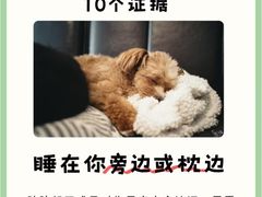 -御宝贝·A梦猫科宠物医院(国际猫友好医院)