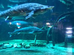 -华夏文旅海洋公园