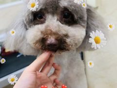 -美联众合动物医院·24h京西诊疗中心