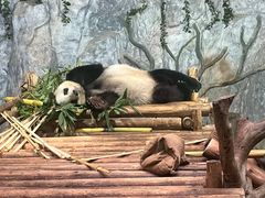 -深圳野生动物园