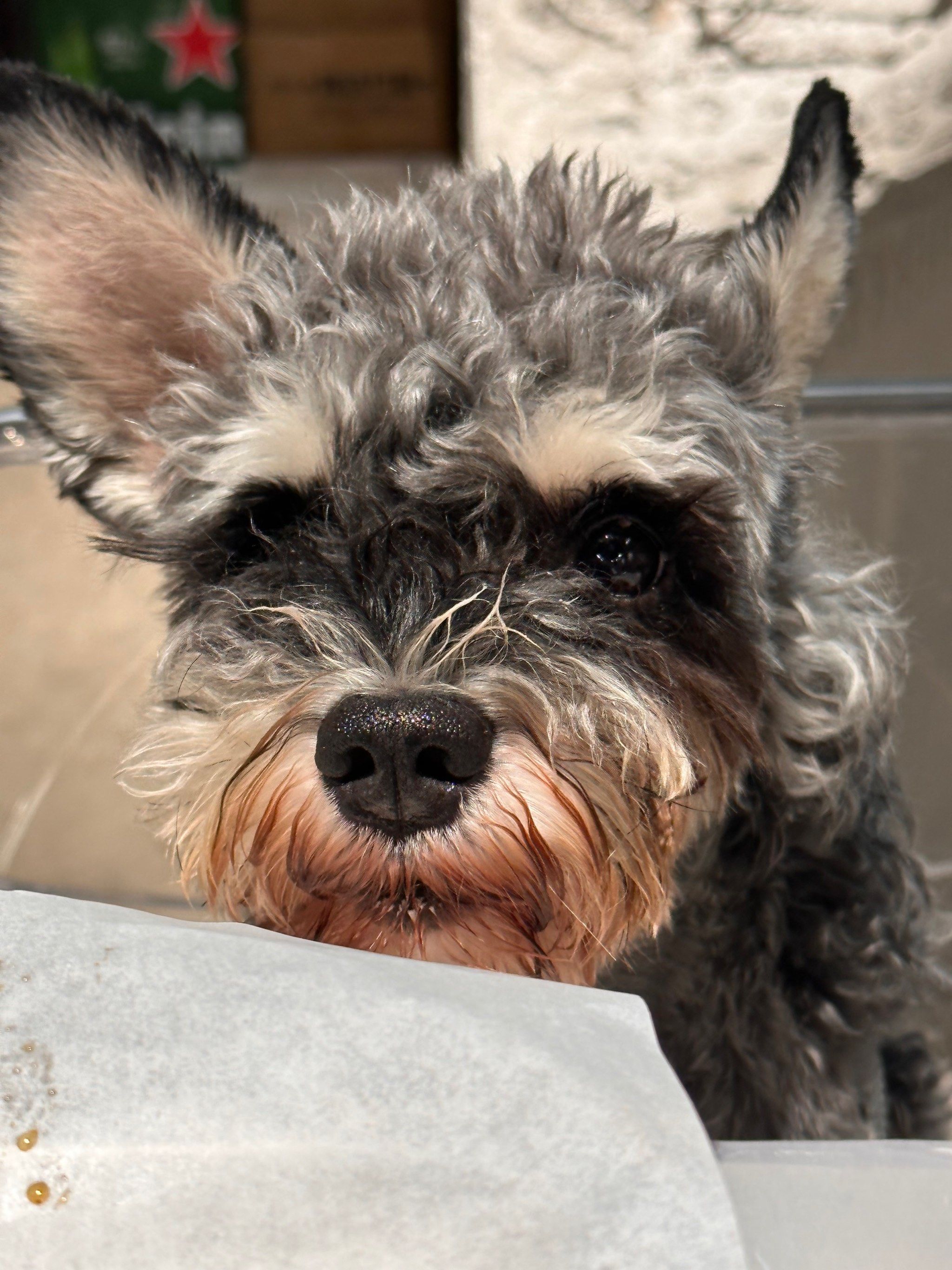 n我的小狗:
我不嫌弃你[狗头]
#狗狗美容 #记录宠物的日常生活