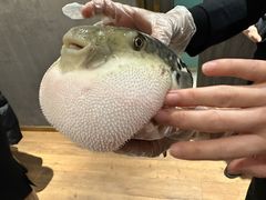 -鲐赏河豚(长寿店)