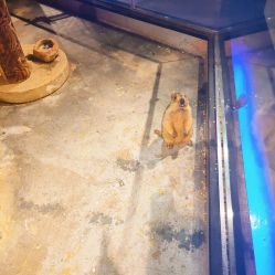 -未来动物城动物主题公园(大悦城店)