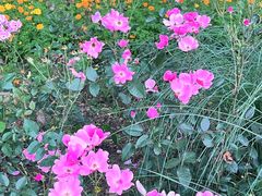 -西湖风景区-江洋畈生态公园