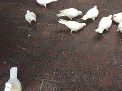 -茵特拉根酒店·西餐厅