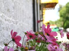 -罗布林卡