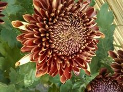 android_upload_pic-沈阳植物园