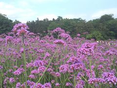 -大塘金香草谷