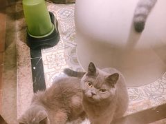 -more than meow吴止猫主题餐厅(承德 中船汇店)