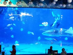 -烟台海昌鲸鲨海洋公园