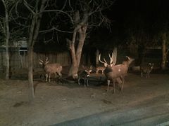 -清迈夜间动物园