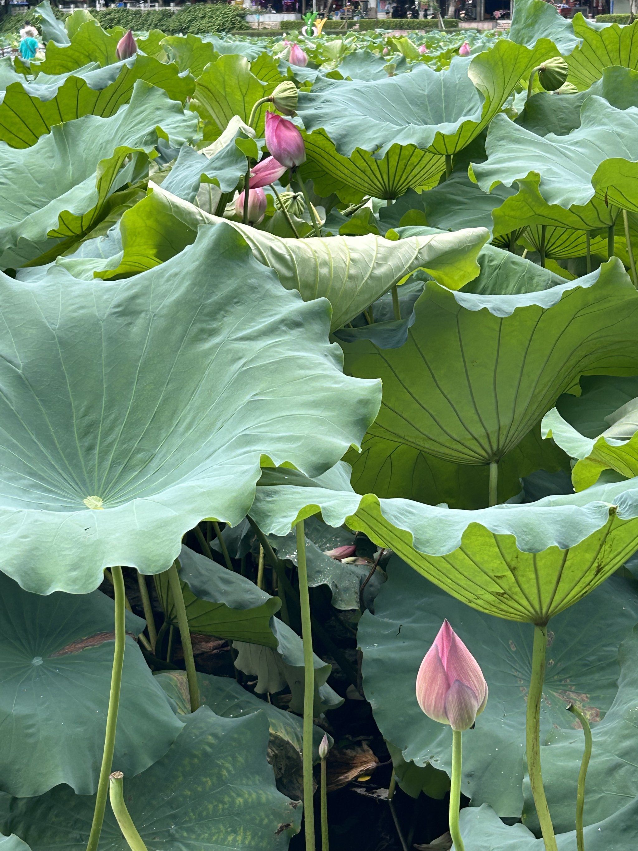 潘塘公园的荷花池