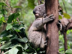 -广州长隆野生动物世界