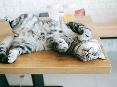 -平行世界·猫咖(首经贸店)