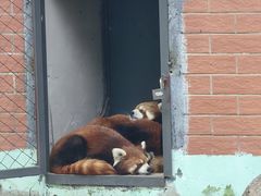 -哈尔滨北方森林动物园