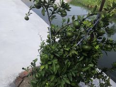 -乡乐园蟹庄·阳澄湖农家乐