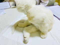 -宠爱国际动物医院· 猫科· 外科·中兽医(长白店)