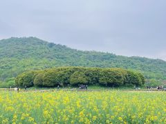 -八卦田遗址公园
