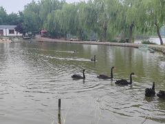 -白洋淀景区