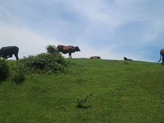 -大姆山草场