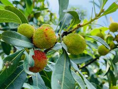 -帐篷客·溪龙茶谷度假酒店