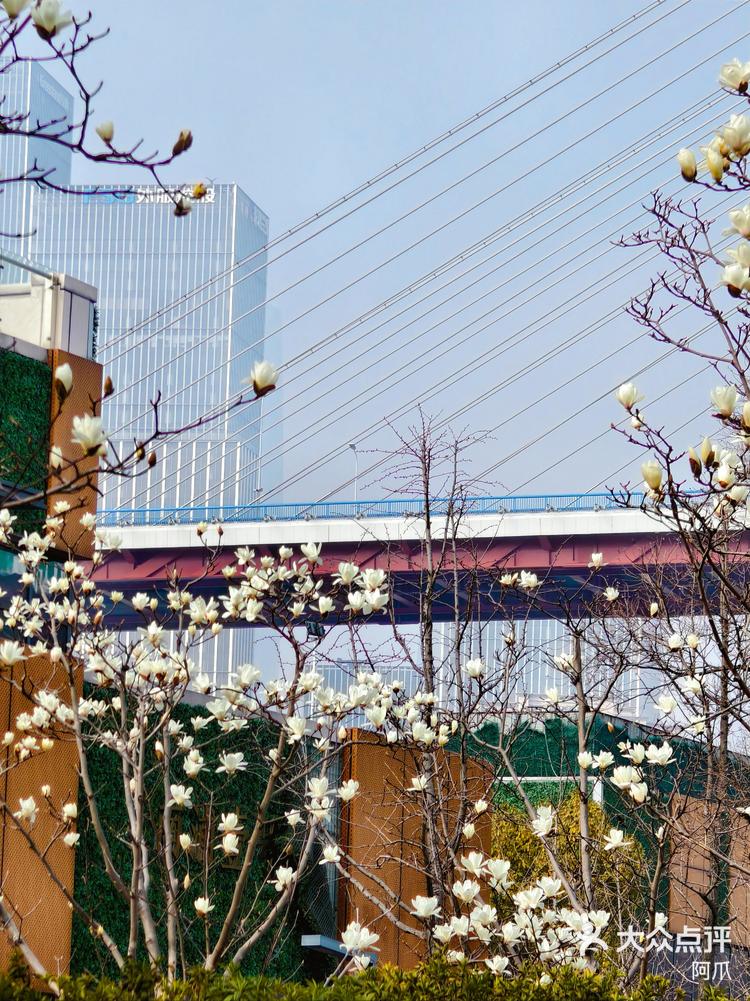 黄浦滨江早樱&玉兰盛开 🌸🌸🌸逛黄浦滨江,琴键春园的樱花