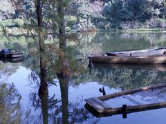 -深圳仙湖植物园